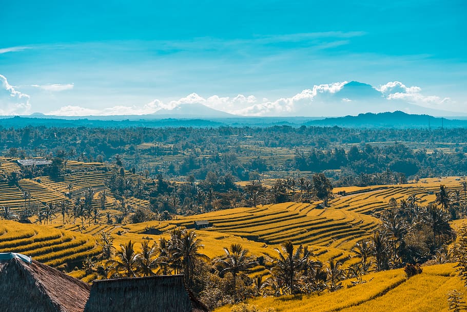 Rice Terraces, blue sky, clouds, cropland, daylight, environment HD wallpaper