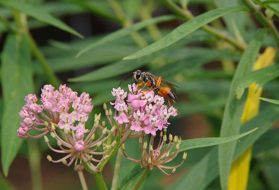 wasp, milkweed, orange, black, bug, insect, flowering plant HD wallpaper