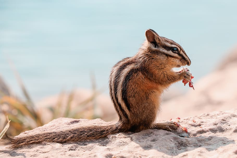 chipmunk, animal, nager, canada, sweet, squirrel, cute, nature, HD wallpaper