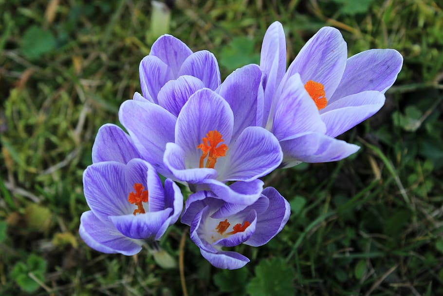 crocus, purple, violet, flower, spring, nature, spring flower HD wallpaper
