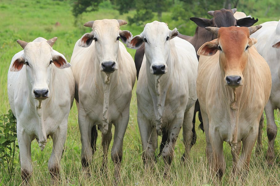 caws, bulls, farm, nelore, green, pasture, outdoor, cattle, HD wallpaper
