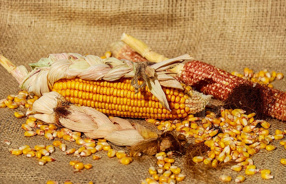 Yellow Corn, close-up, corn cob, corn kernels, dry, food, grow HD wallpaper