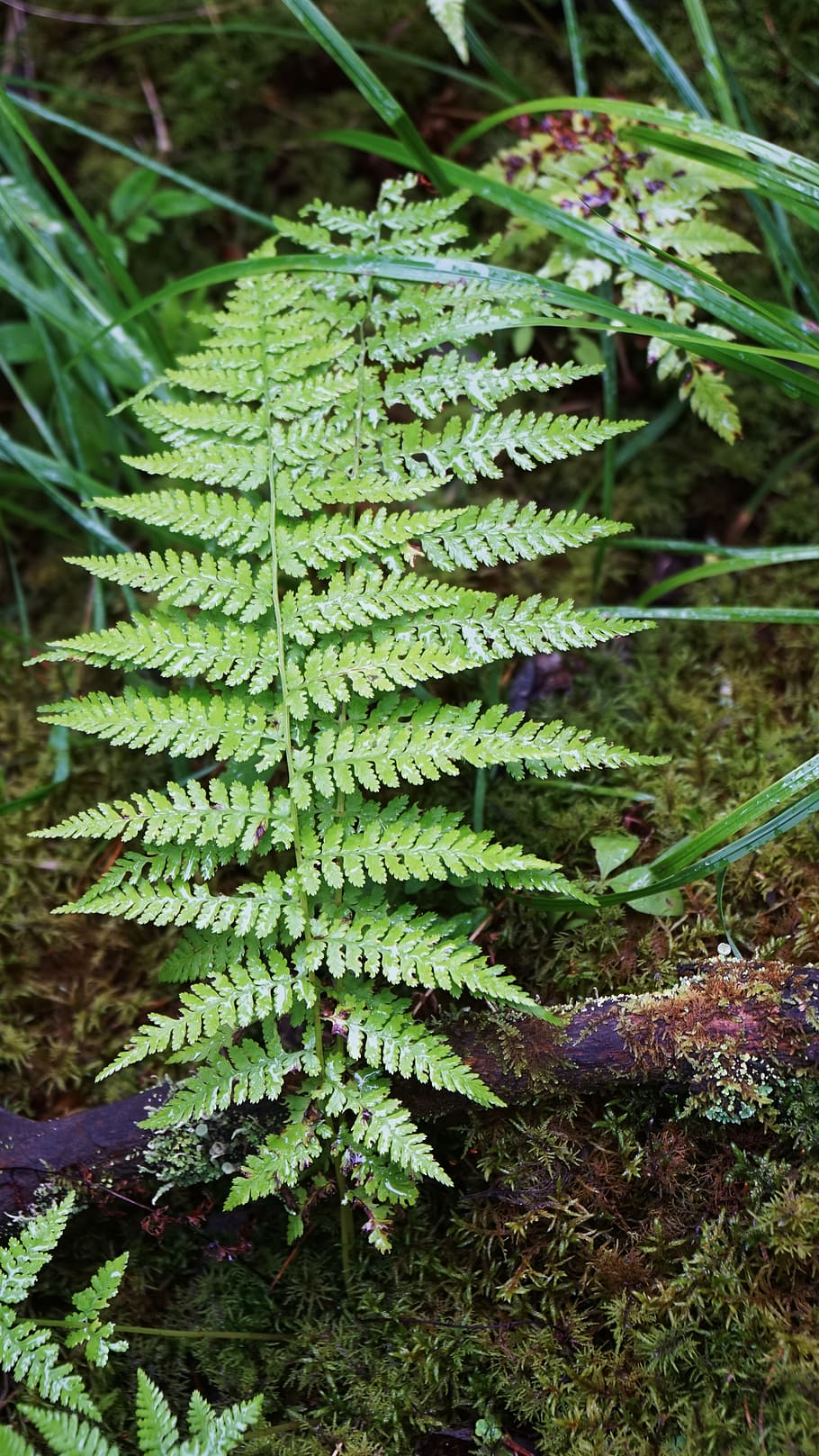 greens, forest, summer, nature, forests, green color, growth HD wallpaper