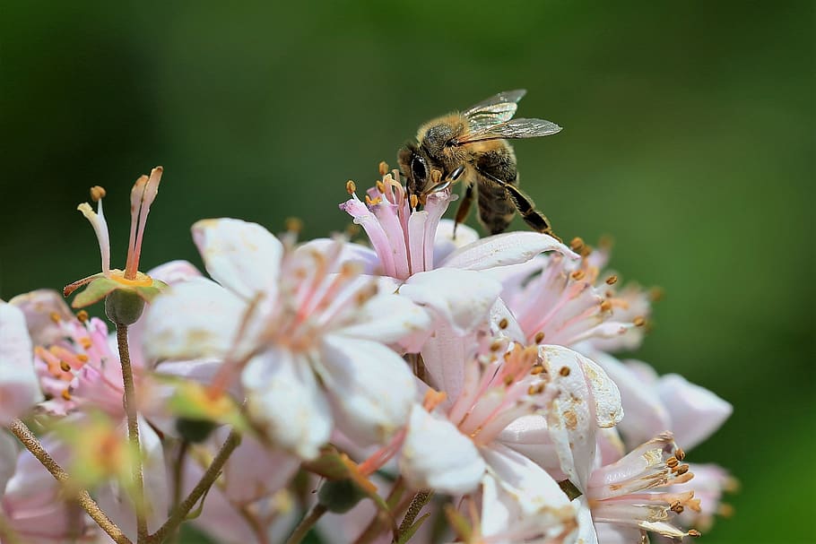 bug, flower, bee, flowering plant, fragility, beauty in nature HD wallpaper