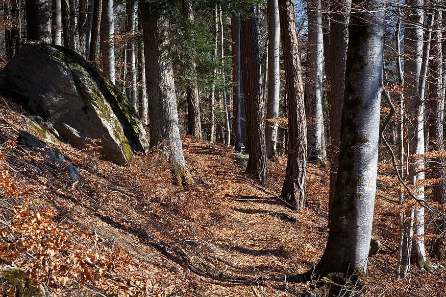 forest path, away, nature, spring, autumn, trees, leaves, trail HD wallpaper