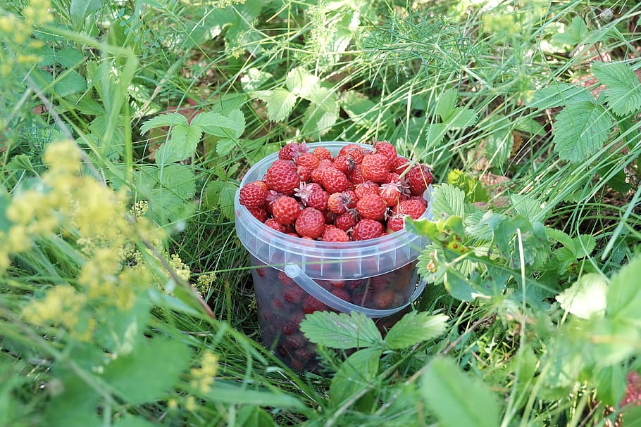 Клубничное поле 4. Реклама ягод фруктов. Ягодное источнику. Урожай ягод и блок фото.