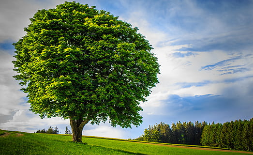 big tree, lonely, handsome, age, powerful, huge, large, nature HD wallpaper