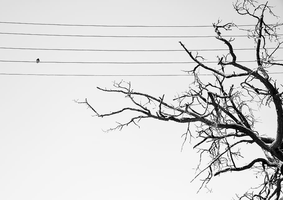 tree, low angle view, sky, cable, branch, bare tree, clear sky HD wallpaper