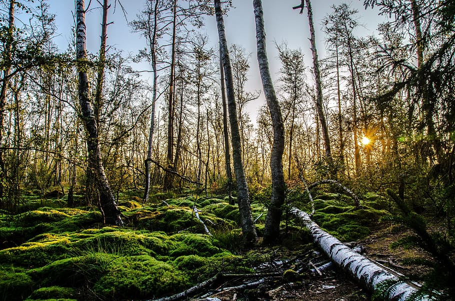 Green Grasses and Tall Trees at Golden Hour, forest, moss, nature HD wallpaper