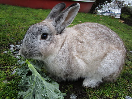 bunny, rabbit, white, grey, gray, fluffy, animal, mammal, pet HD wallpaper