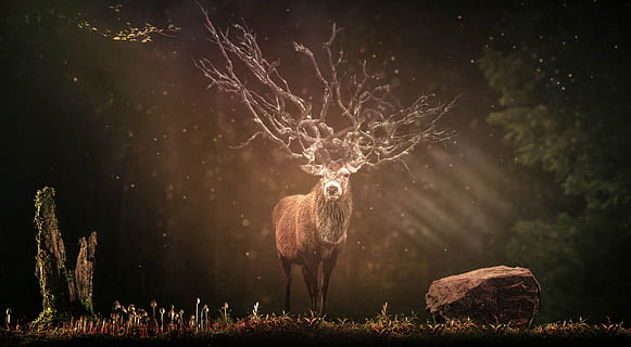 forest, hirsch, sunbeam, wild, dark, wilderness, environment HD wallpaper