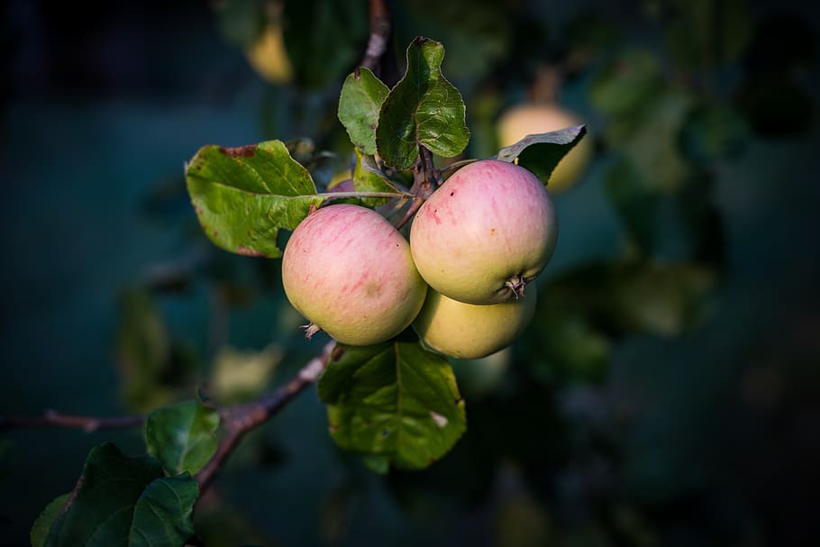 apple, apple tree, mature, red, green growth, fruit, kernobstgewaechs HD wallpaper