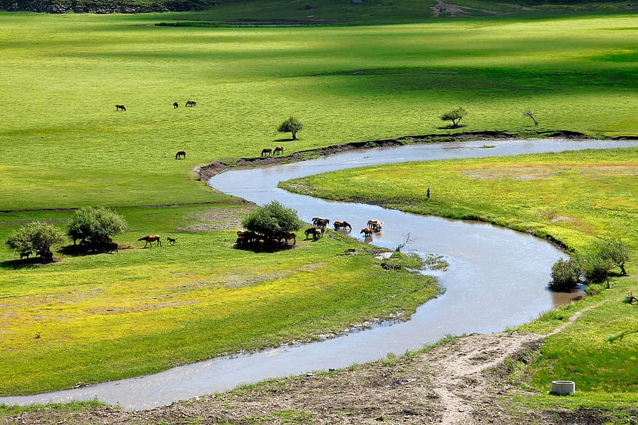 inner mongolia, horqin, prairie, river, green color, grass