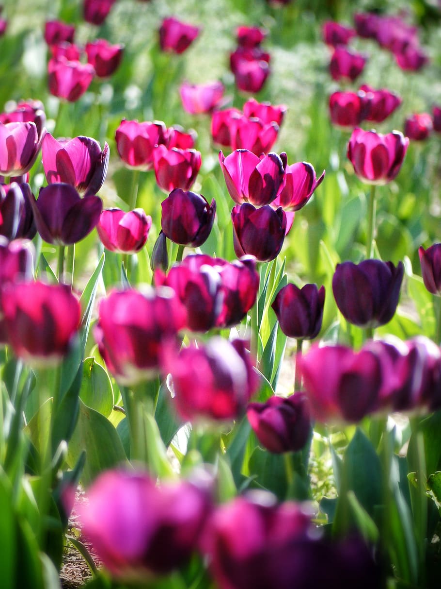 Pink Tulips, backlight, bloom, blooming, blossom, blur, color HD wallpaper