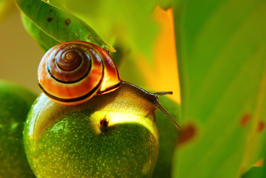 invertebrate, animal, snail, plant, insect, honey bee, photography, HD wallpaper