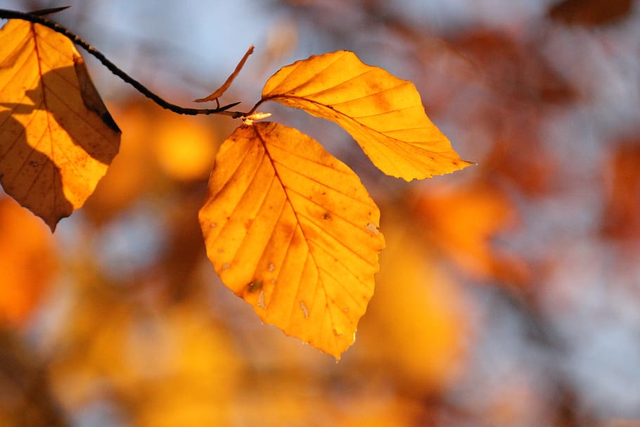leaves, sunshine, tree, nature, forest, plant part, leaf, autumn HD wallpaper