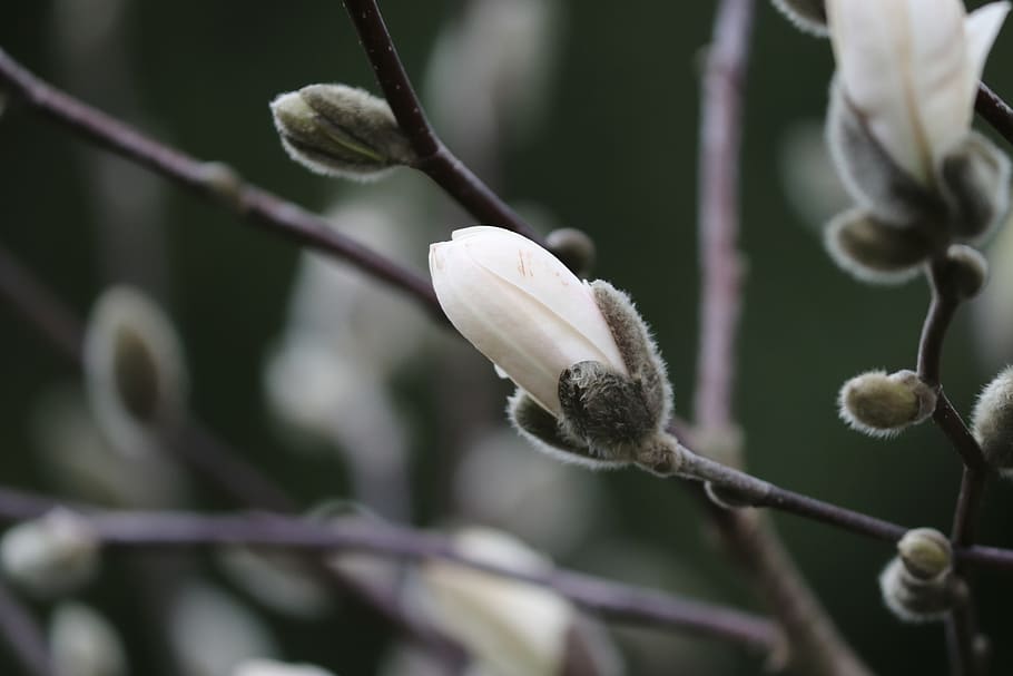magnolia, bud, spring, white, branch, blossom, bloom, close up HD wallpaper