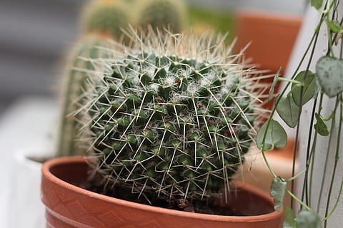 cactus on brown pot, plant, close up, animal, rodent, porcupine HD wallpaper