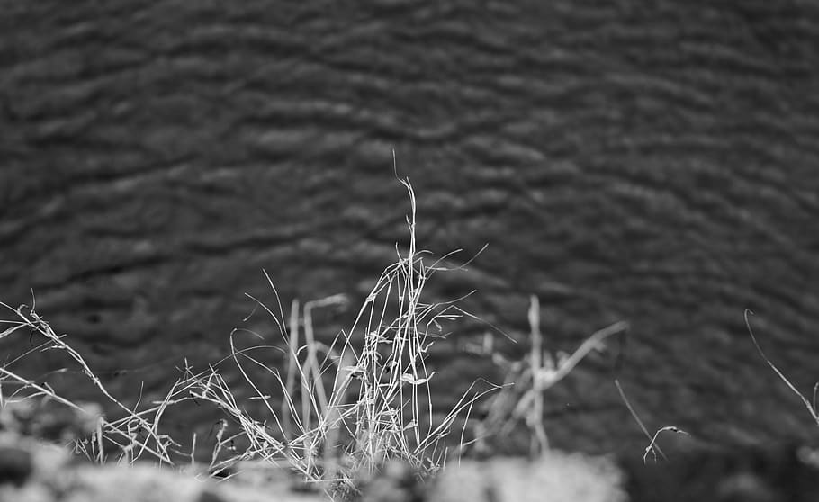 dryness, bridge, lake, river, water, grass, black and white HD wallpaper
