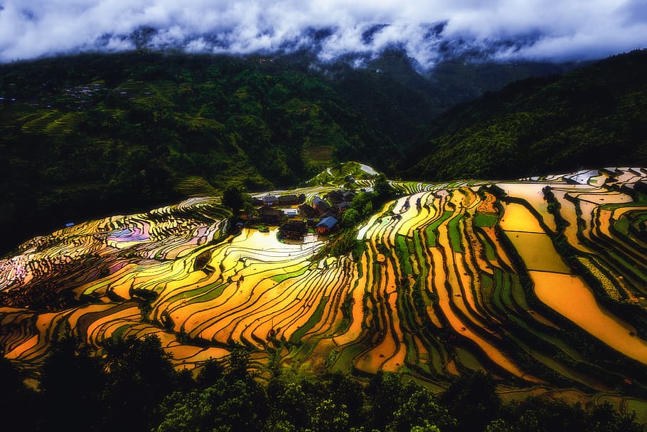 field, terrace, terraced fields, guizhou, mountain, sun, yellow, HD wallpaper