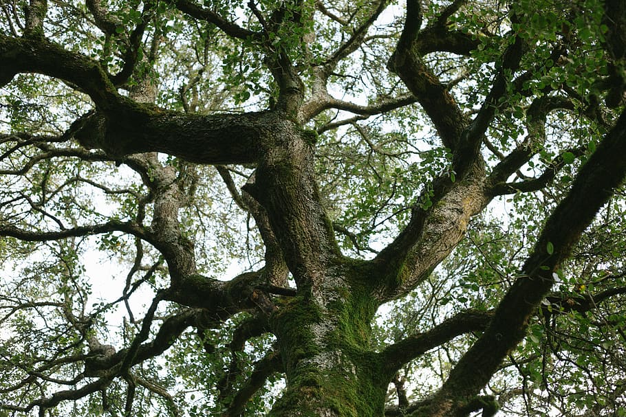 tree, trees, branches, complex, nature, forest, wood, natural HD wallpaper