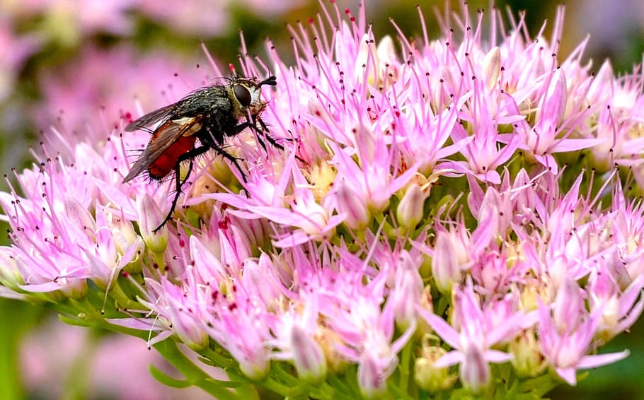 fly, alaus, stonecrop, insect, flower, nature, plant, fauna HD wallpaper