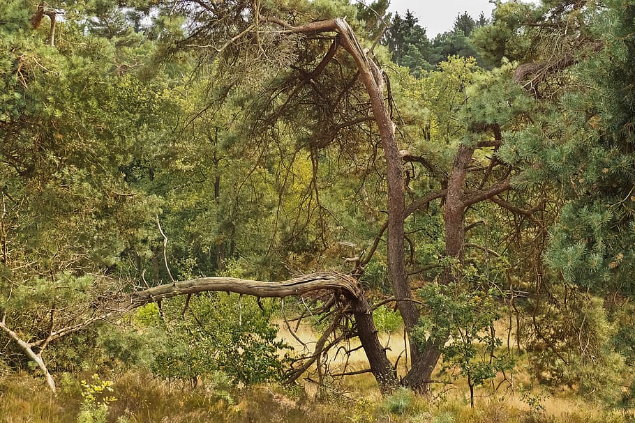 forest, trees, nature, landscape, path, away, scenic, idyllic HD wallpaper