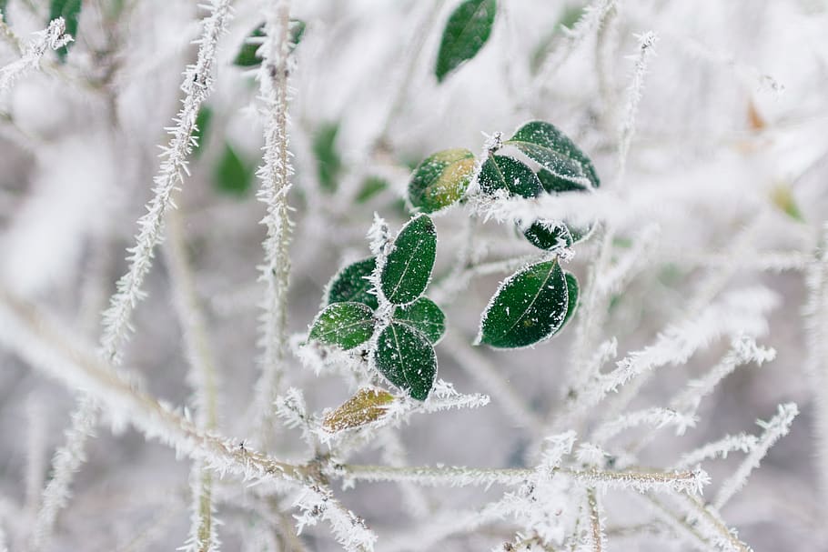 trees, branch, green, leaf, plant, nature, snow, winter, cold HD wallpaper