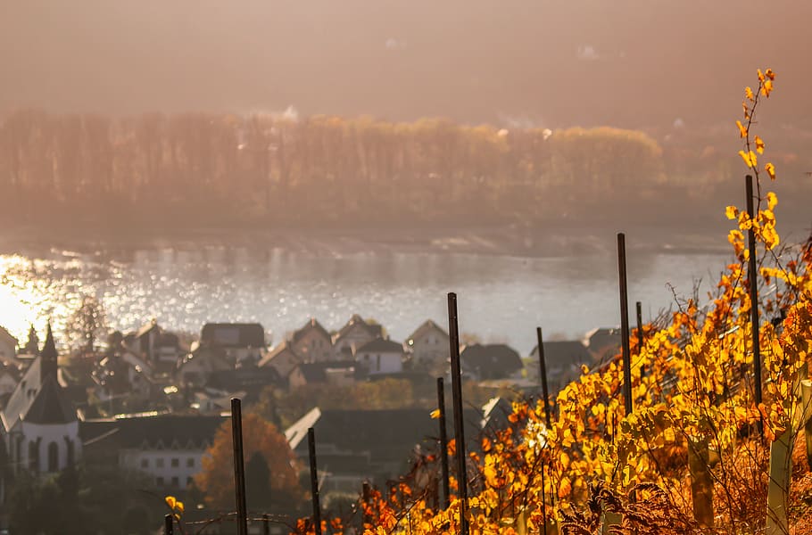 autumn, nature, landscape, vine, wine, vines, yellow, sunshine HD wallpaper