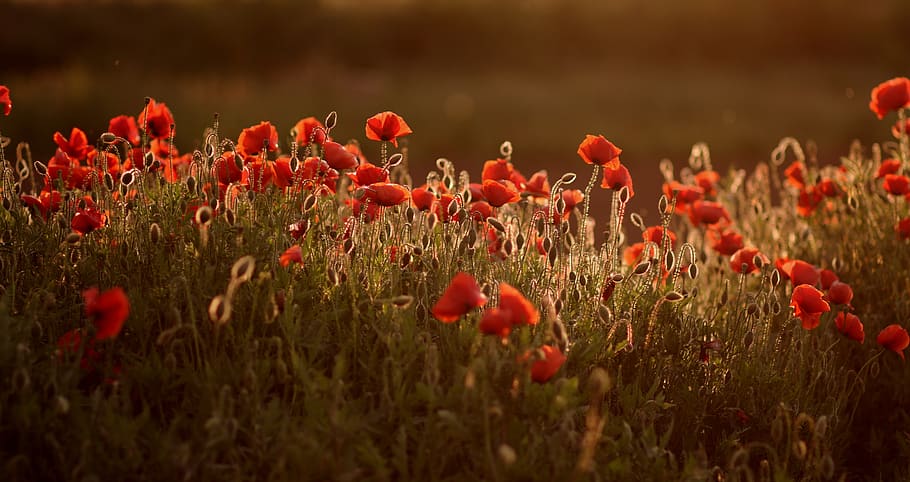 poppies, red, plain, flower, nature, plant, beauty in nature HD wallpaper