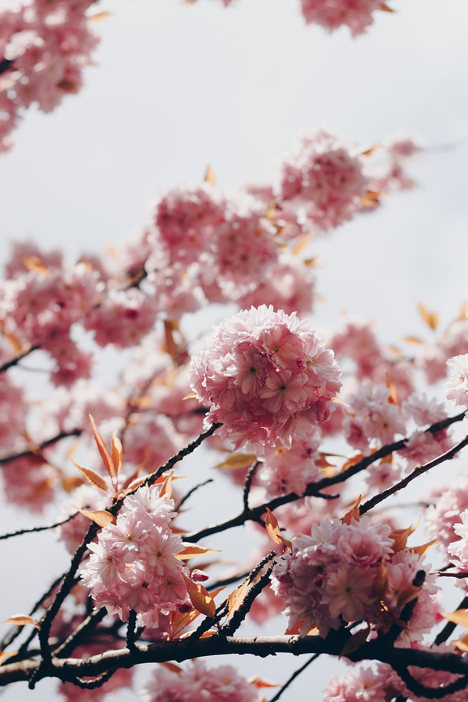 germany, berlin, cherry, cherry tree, cherry blossom, spring HD wallpaper