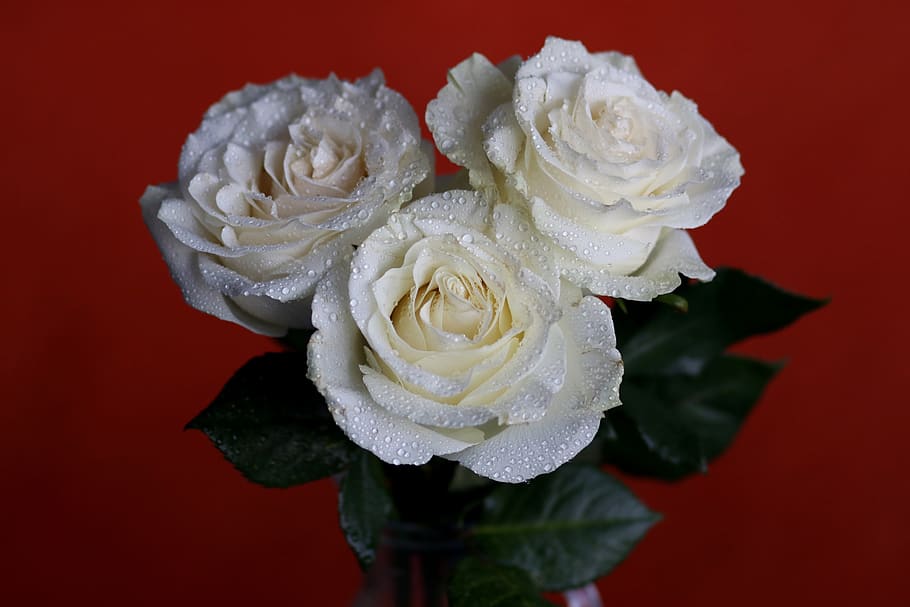 rose, white, flower, three, petals, plant, nice, romance, flora HD wallpaper
