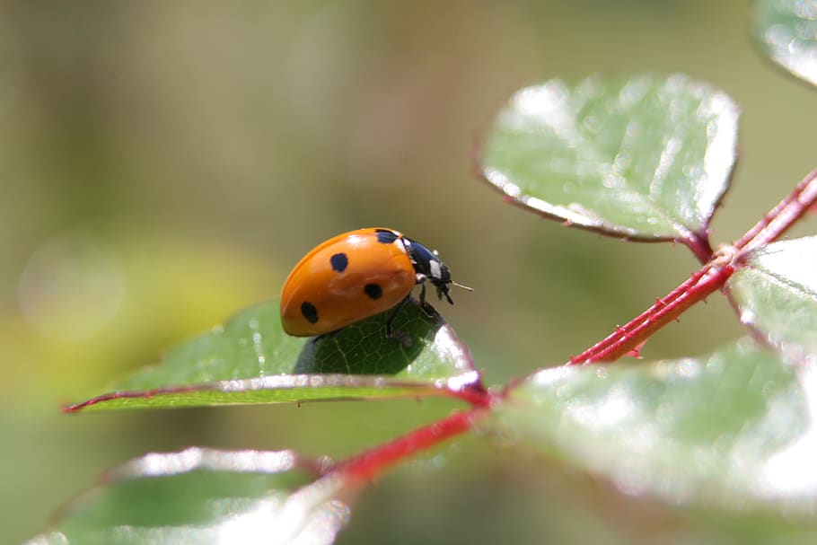 ladybug, rose, insect, flower, animal, animal wildlife, one animal HD wallpaper