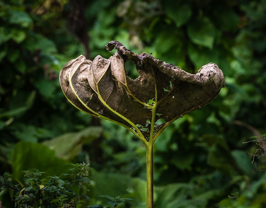 flora, flower, head, nature, bloom, dead, plant, growth, close-up HD wallpaper