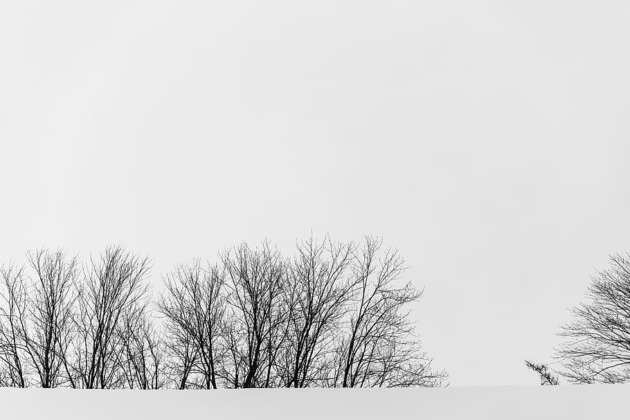withered trees, nature, outdoors, weather, snow, winter, landscape HD wallpaper