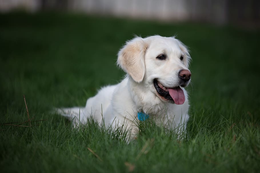 selective focus photography of white dog, pet, animal, canine