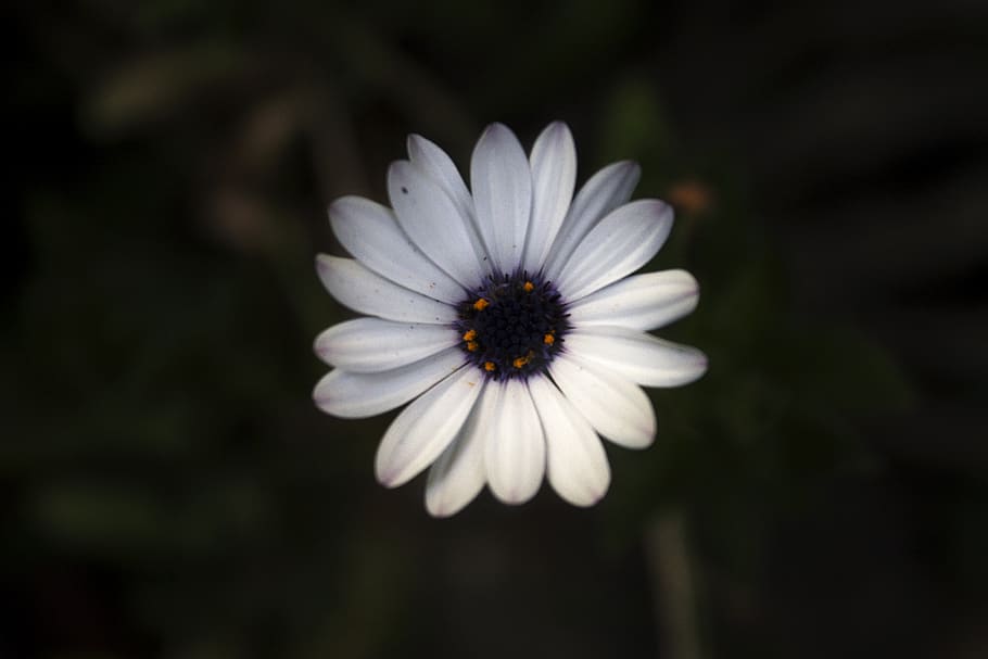 flower, flowering plant, freshness, fragility, petal, vulnerability HD wallpaper