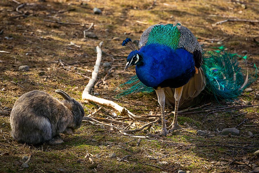 animal, hare, rabbit, peacock, animal world, easter, cute, mammal HD wallpaper