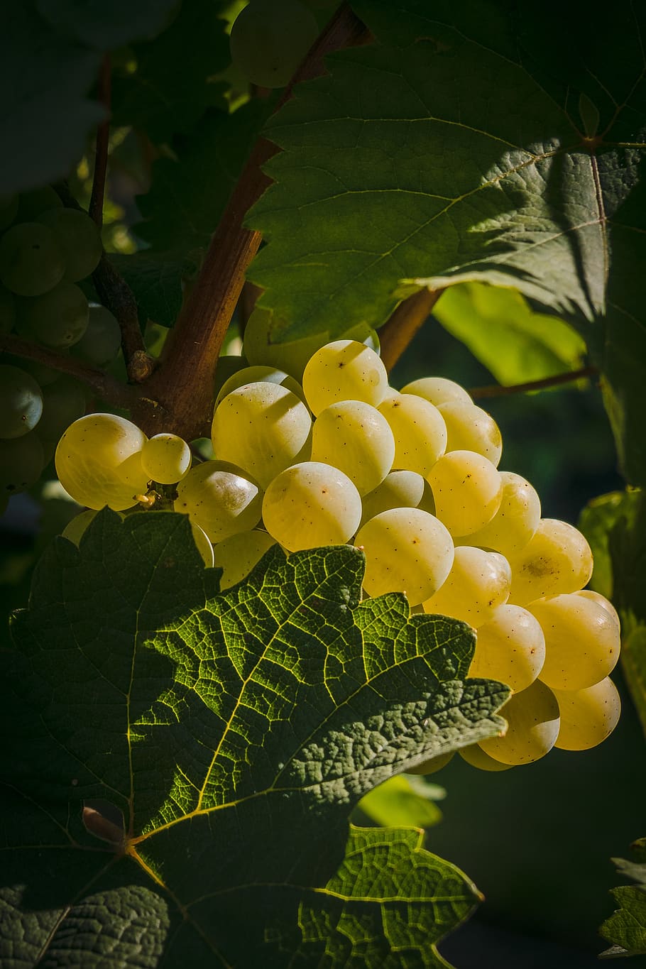 grape, fruit, grapes, winegrowing, grapevine, sweet, food, green HD wallpaper