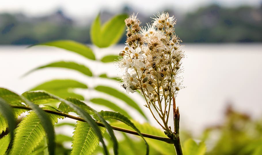 flower, tree, nature, spring, bloom, branch, plant, blossom HD wallpaper