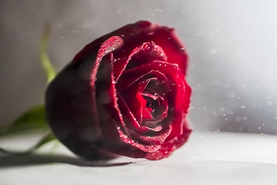 rose, red, splash, water, slow, motion, blur, bokeh, flower HD wallpaper