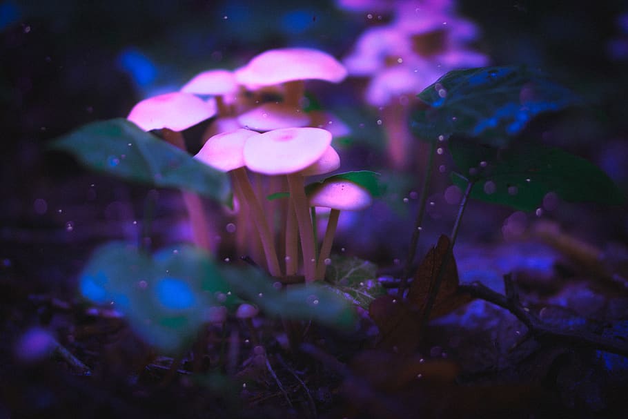 germany, fürth, moody, glow, purple, night, dark, light, mushrooms, HD wallpaper