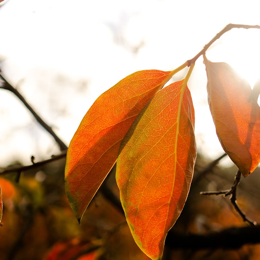 australia, perth, orange, warm, sun, fall, leaf, trees, light HD wallpaper