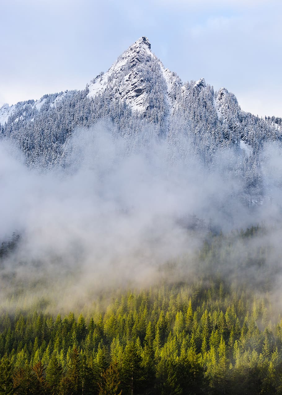 pine trees near mountian, beauty in nature, plant, mountain, scenics - nature HD wallpaper