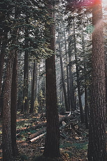 trees and grass field, plant, tree trunk, redwood, goldenhour HD wallpaper