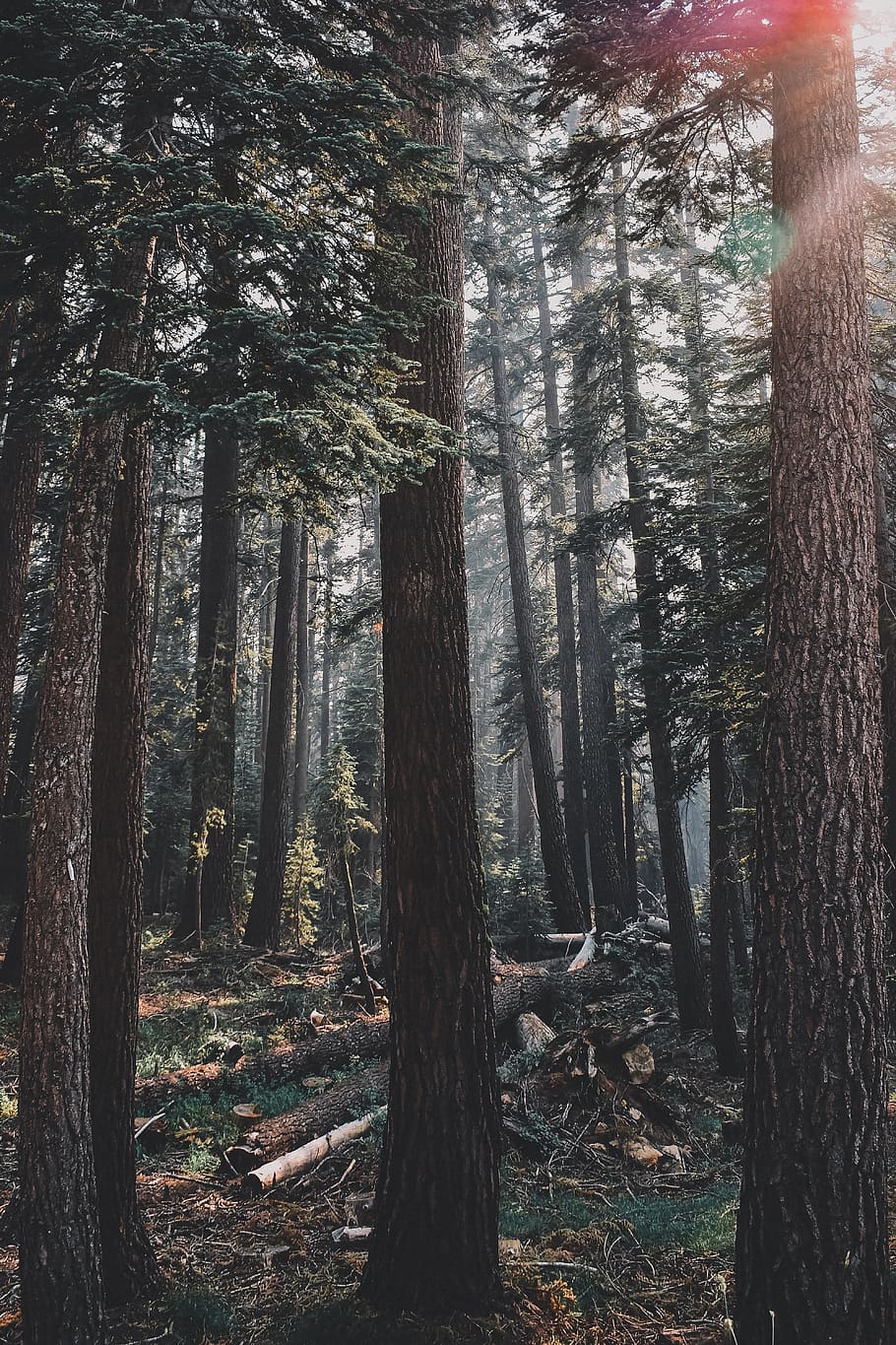 trees and grass field, plant, tree trunk, redwood, goldenhour HD wallpaper