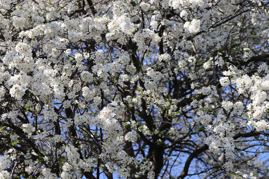 spring, white, tree, nature, flowers, plant, flowering plant HD wallpaper
