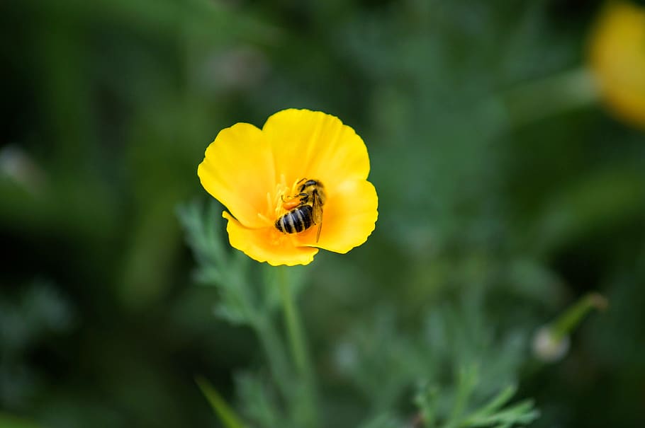 serbia, sremski karlovci, honey, yellow, bee, nature, bees, HD wallpaper