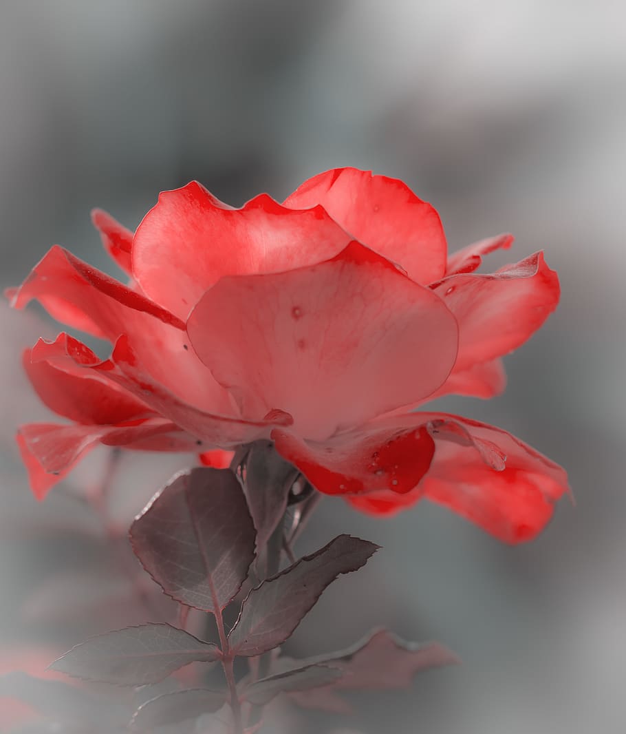 flowers, macro, flowering plant, beauty in nature, vulnerability HD wallpaper