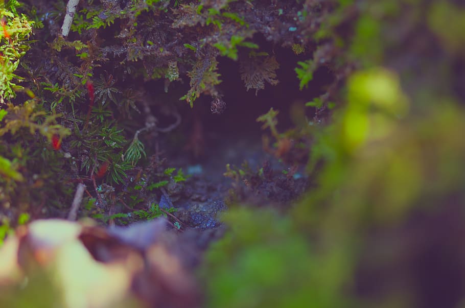 moss, plant, selective focus, growth, nature, tree, day, no people HD wallpaper